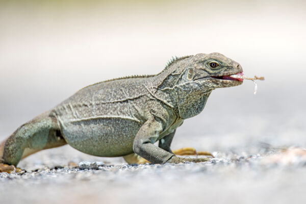 Young Turks and Caicos Islands Rock Iguana eating seagrass