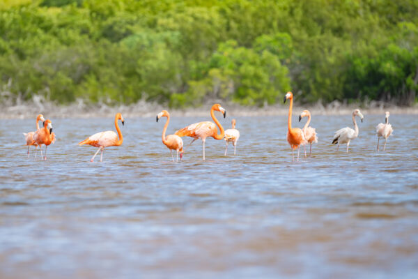 Flamingos wading in a mangrove pond.