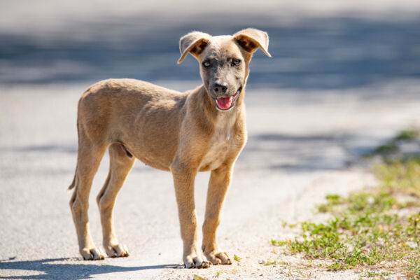 A stray potcake dog in Turks and Caicos on the street. 