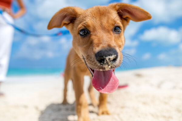 Cute potcake puppy on Grace Bay Beach.