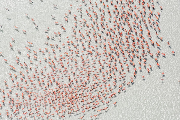 Hundreds of flamingos in a shallow pond in Turks and Caicos. 