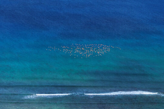 Flock of flamingos flying over a reef break.
