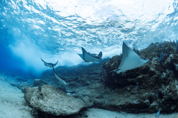 School of eagle rays near South Caicos.