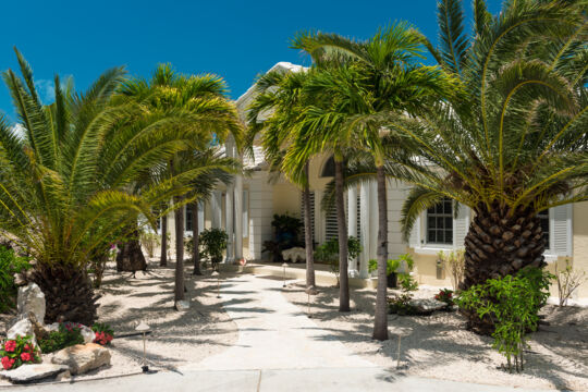 Palm trees at Alizee Villa