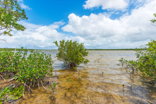 Armstrong Pond on Middle Caicos