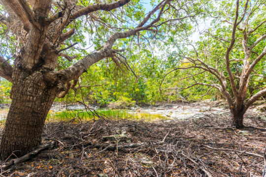 Oasis on road to Armstrong Pond on Middle Caicos