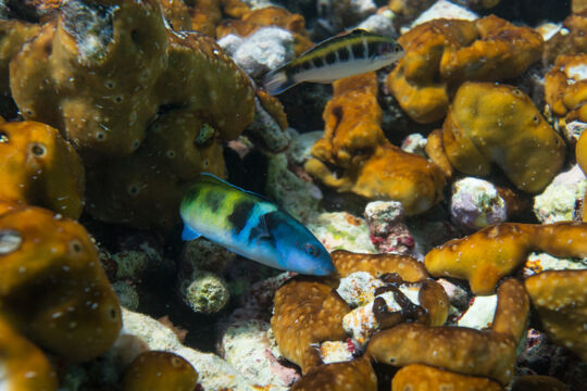 Wrasse fish at Babalua Beach