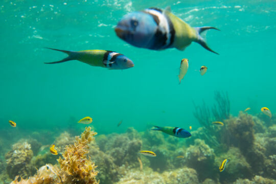 Snorkeling reef at Babalua Beach, Turks and Caicos