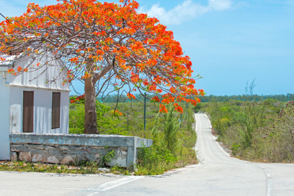 Royal poinciana tree with red flowers next to a road and wall in Bambarra village