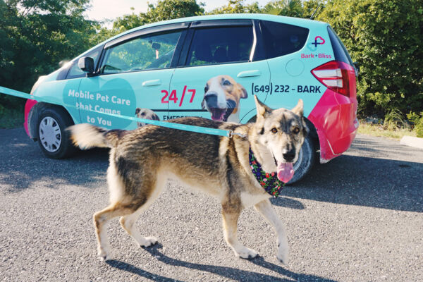 Dog and car