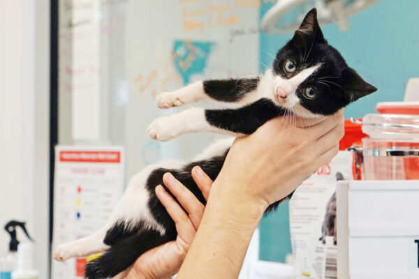 Kitten at the veterinarian 