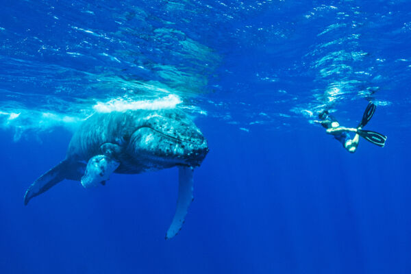 Snorkeler with humpback whale in the Turks and Caicos
