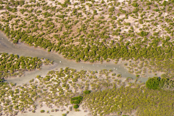 Aerial view of reddish egrets in the Ramsar Nature Reserve.