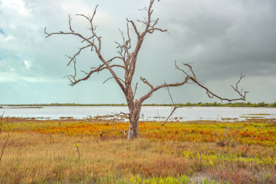 Dead silver buttonwood tree on Middle Caicos.