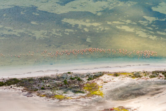 Caribbean flamingos in Big Pond, Middle Caicos