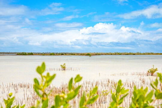 Dozens of reddish egrets in the tidal plain near Big Pond.