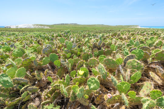 Pear cactus field