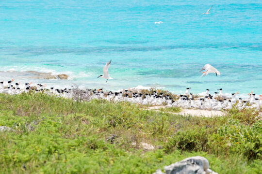 royal terns and Cabot terns