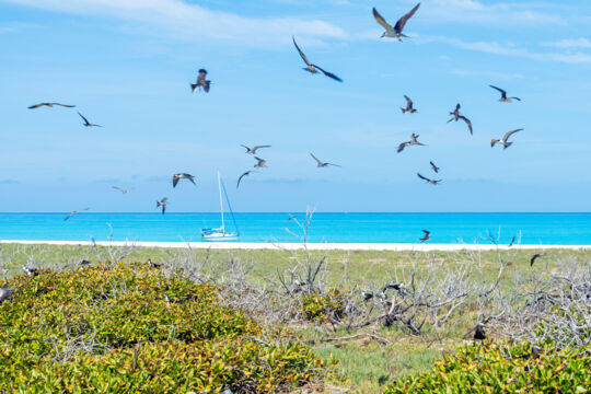 Flying sooty terns and brown noddies