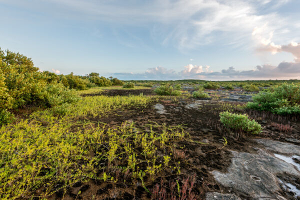 Wetlands at the Bird Rock Trail in the Turks and Caicos