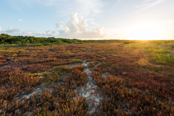 Sunset in the tidal wetlands of the Bird Rock Trail