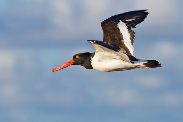 American oystercatcher (Haematopus palliatus) in the Turks and Caicos