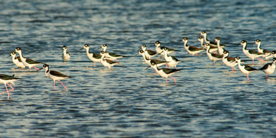 Stilts in the Northwest Point Pond Nature Reserve on the island of Providenciales, Turks and Caicos