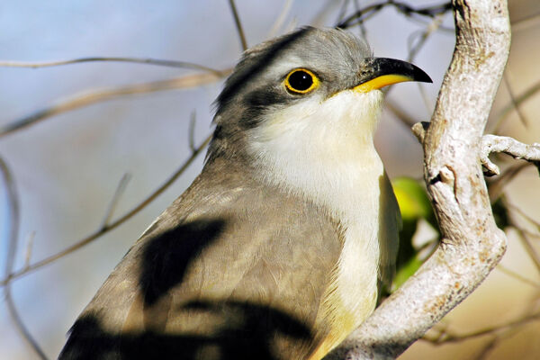 Mangrove cuckoo (Coccyzus minor) on Providenciales