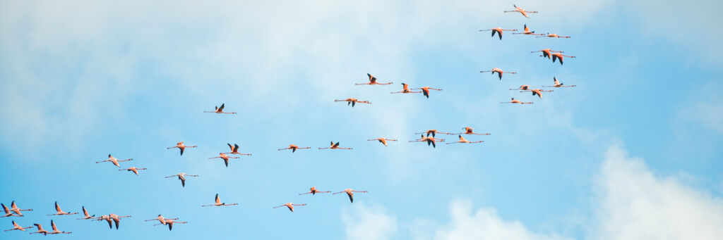 Flamingos in Turks and Caicos