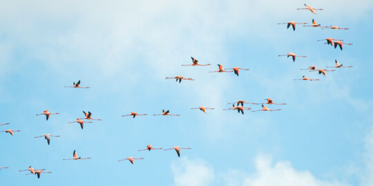 Flamingos in Turks and Caicos