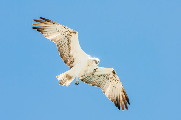 Osprey at South Caicos