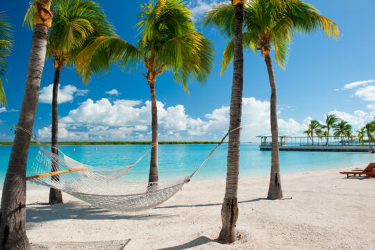 Hammock and coconut palms at the beach