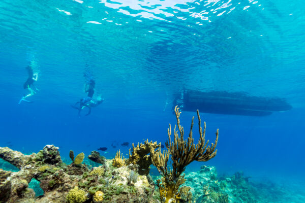 Snorkelers and reef