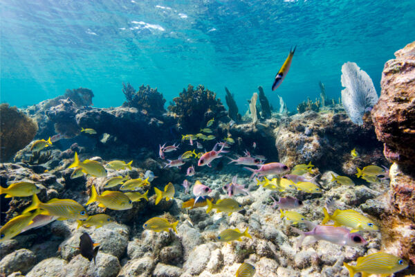 French grunts and colourful reef fish at a snorkeling reef in the Turks and Caicos