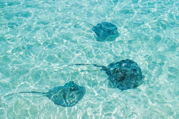 Stingrays in the clear ocean water of the Turks and Caicos