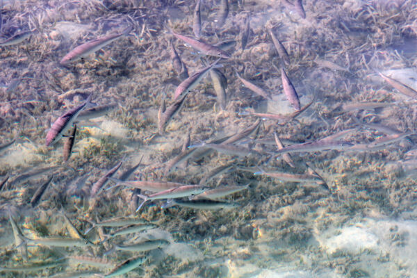 School of bonefish in Turks and Caicos