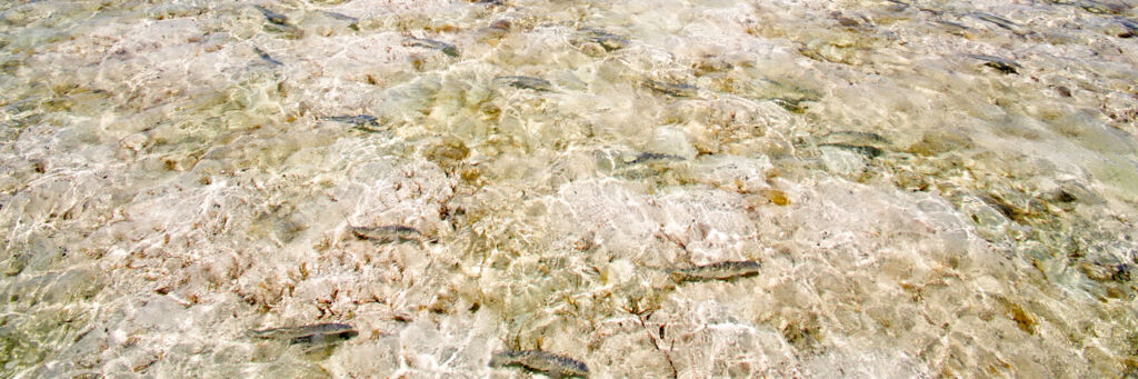 School of bonefish