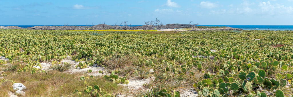 Cactus in the centre of Bush Cay in the Turks and Caicos.