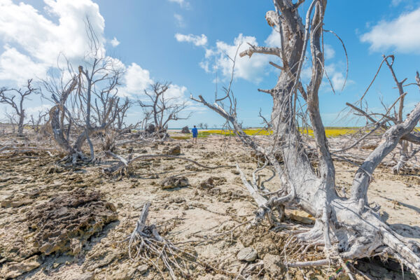 Dead mangroves on Bush Cay in the Turks and Caicos