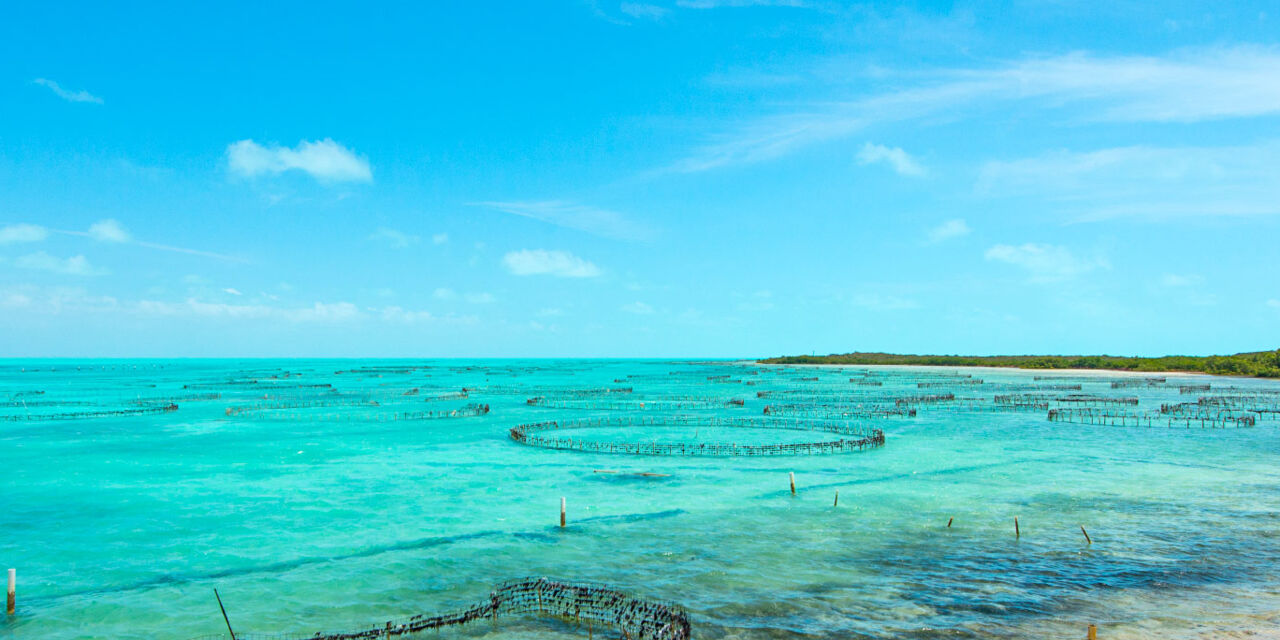 Caicos Conch Farm Visit Turks and Caicos Islands