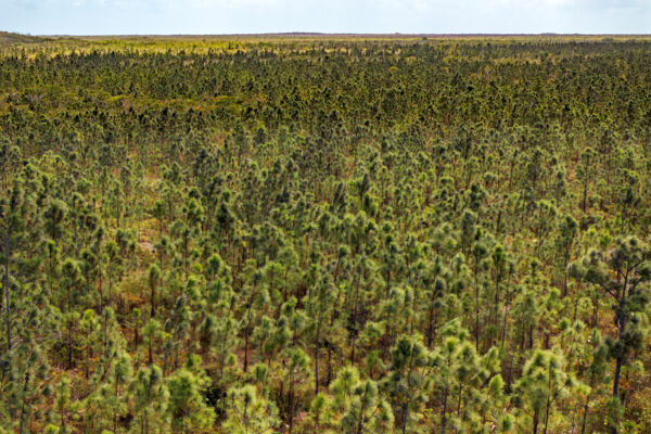 Aerial view of the Caicos Pine Yard Trail, March 2026