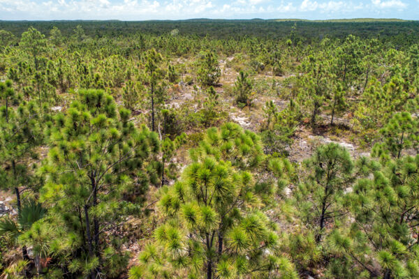 Aerial view of Caicos pines