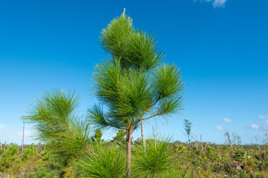 Closeup of a Caicos Pine (Pinus caribaea var. bahamensis)