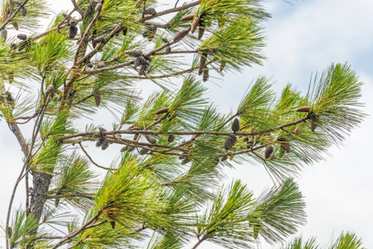 Caicos pine cones (Pinus caribaea var. bahamensis)