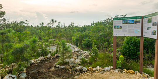 The Caicos Pine Yard trail on Middle Caicos