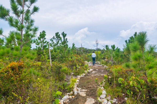 Caicos pines in the Turks and Caicos