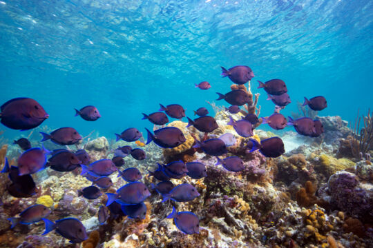 School of blue tangs