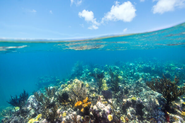 Shallow reef in the Turks and Caicos