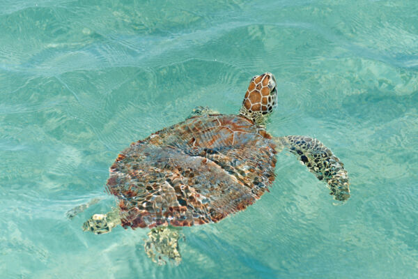 Baby hawksbill turtle in the Turks and Caicos.