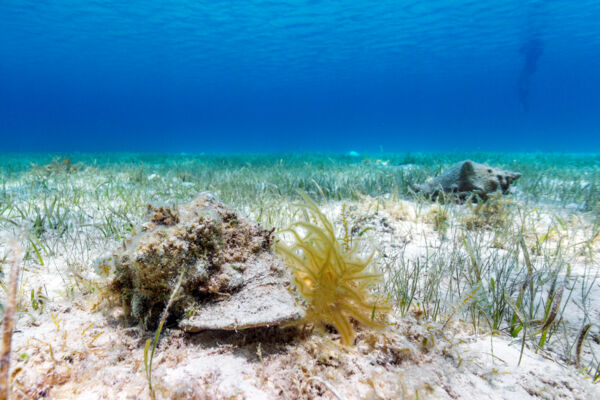 Queen conchs on the ocean floor